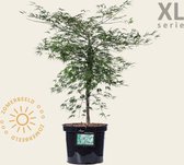 Acer palmatum 'Dissectum' - XL