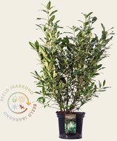 Prunus lauroceracus 'Herbergii' 80/100 - in pot