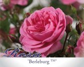Rosa 'Berleburg' - 090 cm stam