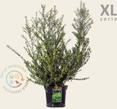 Ilex crenata 'Convexa' - XL