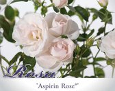 Rosa 'Aspirin Rose'
