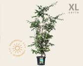 Parrotia persica - XL
