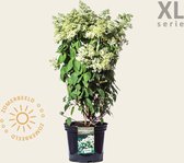 Hydrangea paniculata 'Grandiflora' - XL