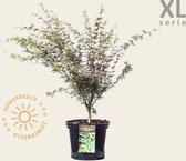 Acer palmatum 'Butterfly' - XL