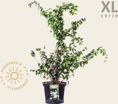 Kolkwitzia amabilis 'Pink Cloud' - XL