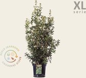 Osmanthus heterophyllus - XL