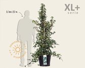 Hydrangea anomala petiolaris - XL+