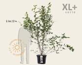 Magnolia soulangeana - XL+