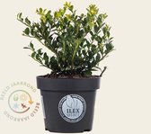 Ilex crenata 'Dark Green' 15/20