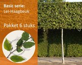 Lei-Haagbeuk - Basic - pakket 6 stuks + EXTRA'S!