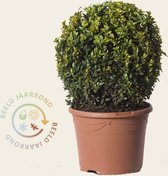 Buxus bol 30 cm