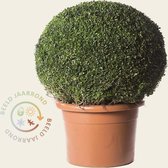 Buxus bol 70cm