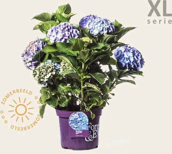 Hydrangea macrophylla 'Forever & Ever' (Blauw) - XL