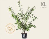 Prunus serrulata 'Kanzan' 100/125 - XL