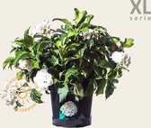 Hydrangea macrophylla 'Wit' - XL
