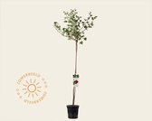 Ribes uva-crispa 'Hinnonmaki Rod' - 90 cm stam