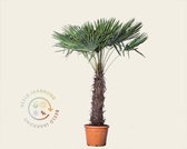 Trachycarpus fortunei - 100 cm stam