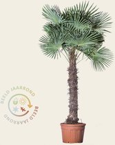 Trachycarpus fortunei - 140 cm stam