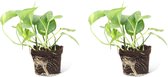 We Love Plants - Epipremnum Aureum - 2 stuks - 15 cm hoog - Scindapsus