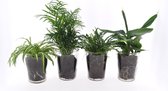 Varens van Botanicly – 4 × Areca Dypsis, Chlorophytum Atlantic, Spathiphyllum Yes incl. designe glas als set – Hoogte: 35 cm