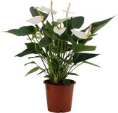 Kamerplant van Botanicly – Flamingoplant – Hoogte: 40 cm – Anthurium Baby White
