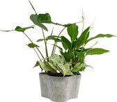 Varens van Botanicly – 3 × Aphelandra White Wash in grijs plastic pot als set – Hoogte: 35 cm