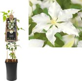 Klimplant Clematis Gladys Picard 75 cm