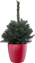 Picea Super Blue in ELHO Brussels Diamond Red – ↨ 60cm – ⌀ 25cm