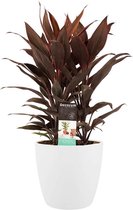 Decorum Cordyline Tango Tuft avec Elho bruxelles blanc – ↨ 60cm – ⌀ 19cm