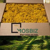 MosBiz Rendiermos Yellow 2 laags (2,6 kilo) voor decoraties, schilderijen en mos wanden