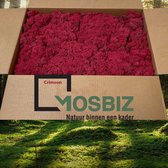 MosBiz Rendiermos Crimson 2 laags (2,6 kilo) voor decoraties, schilderijen en mos wanden
