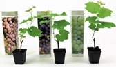 Druivenplanten Set – Rode, Blauwe en Witte Druiven – Set Van 3