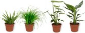 Set van 4 Kamerplanten - Aloe Vera &  Cyperus Zumula  & Monstera Deliciosa & Strelitzia Reginae - ± 25cm hoog - 12cm diameter