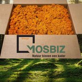 MosBiz Rendiermos Oranje 2 laags (2,6 kilo) voor decoraties, schilderijen en mos wanden