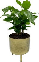 Liore Pot De Plante Doré L