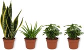 Set van 4 Kamerplanten - 2x Coffea Arabica & 1x Aloë Vera & 1x Sansevieria Superba  - ± 25cm hoog - 12cm diameter