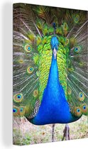 Le paon vert marche avec ses plumes vers l'appareil photo Toile 120x180 cm - Tirage photo sur Toile (Décoration murale salon / chambre) XXL / Groot format!