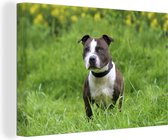 Canvas Schilderij Een Staffordshire Bull Terrier in het groene gras - 140x90 cm - Wanddecoratie