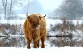 Wanddecoratie 70 x 50 cm wit Dibond  Schotse Hooglander in sneeuw – Vechtdal Hooglanders