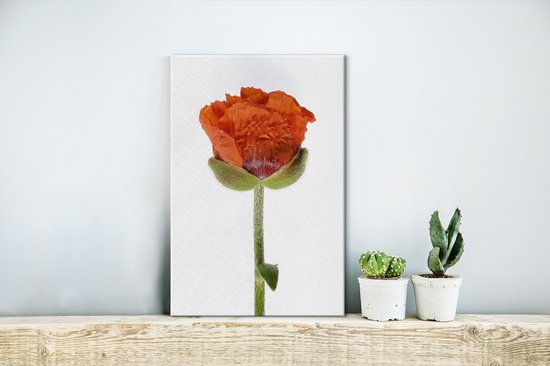 Pavot Oranje devant une toile de fond blanc 20x30 cm - petit - Tirage photo sur toile (Décoration murale salon / chambre) / Peintures Fleurs sur toile