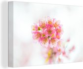 Canvas Schilderij De roze sierkers bloeit met een witte achtergrond - 30x20 cm - Wanddecoratie