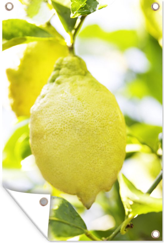 Tuindecoratie Lichte foto van de citroen hangend aan een tak met citroenbladeren - 40x60 cm - Tuinposter - Tuindoek - Buitenposter