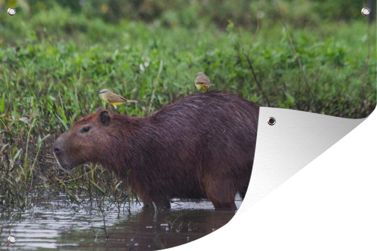 Tuinposter Capibara Een Capibara in een moeras gebied Tuinposter 180x120 cm Tuinposter Capibara Een Capibara in een moeras gebied Tuinposter 180x120 cm