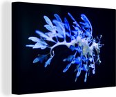 Dragon de mer bleu 60x40 cm - Tirage photo sur toile (Décoration murale salon / chambre) / Mer et plage