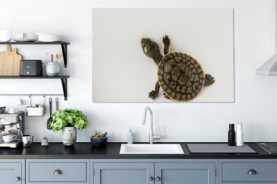 Bébé tortue marche toile sur fond blanc 2cm 120x80 cm - impression photo sur toile peinture Décoration murale salon / chambre à coucher) / Animaux sauvages Peintures Toile