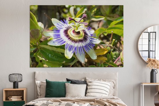 Tableau sur toile Gros plan d'une fleur de la passion violette - 150x100 cm - Décoration murale