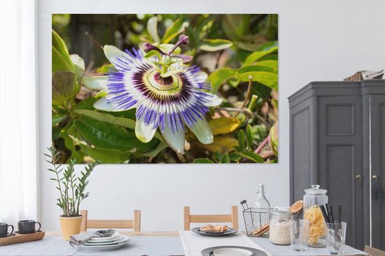 Tableau sur toile Gros plan d'une fleur de la passion violette - 150x100 cm - Décoration murale