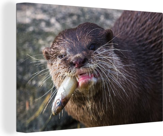 Canvas Schilderij Otter eet vis - Wanddecoratie