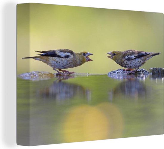 Canvas Schilderij Vogelbad - Vogel - Water - 40x30 cm - Wanddecoratie