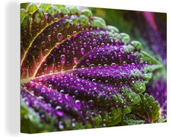 Canvas - Plant - Bloem - Siernetel - Water - Waterdruppel - Paars - Groen - Canvas doek - Kamer decoratie - 60x40
